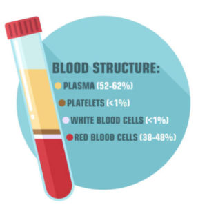 image of the blood structure